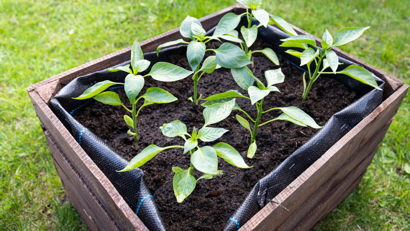 A four-by-eight raised bed, built in one afternoon