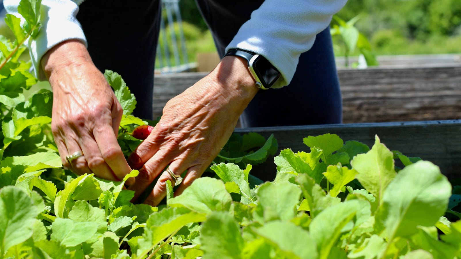 A Kid's Garden Needs a Win by Week Four
