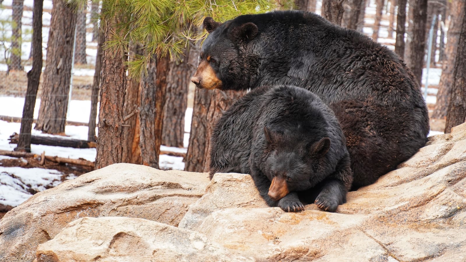 Black bear hunting, the bait argument and what to do with the meat