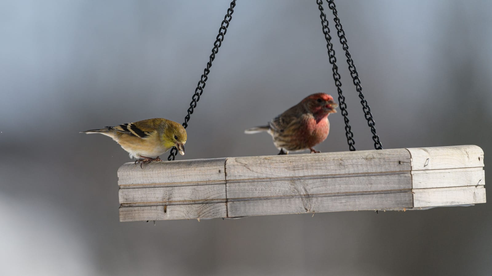 Build a birdhouse and a bird feeder with your kids