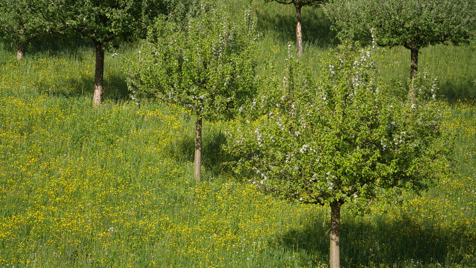 Buy the Skinny Fruit Tree and Pick Off the First Apples