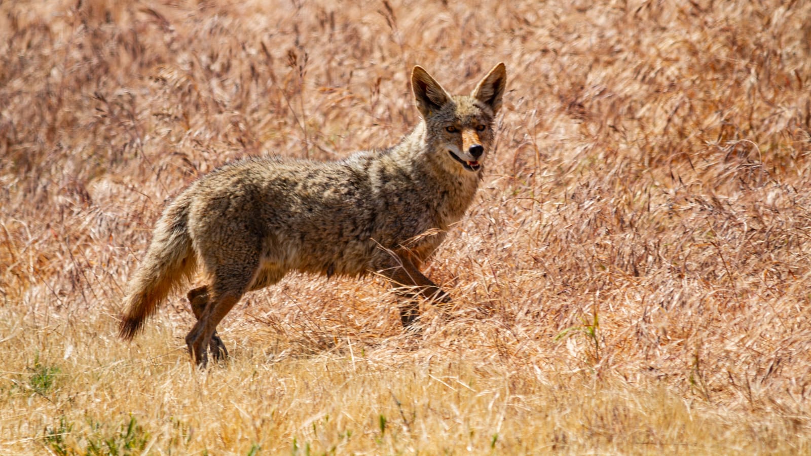 Calling Coyotes Without Losing Your Permission