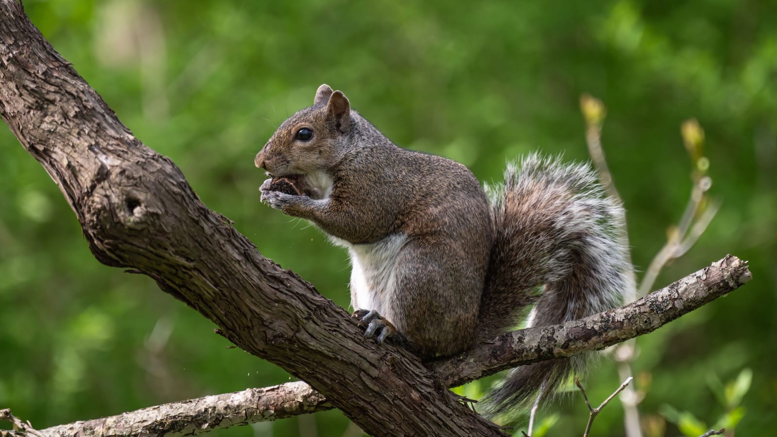 Clean Your First Squirrel on a Saturday, Not in an Emergency