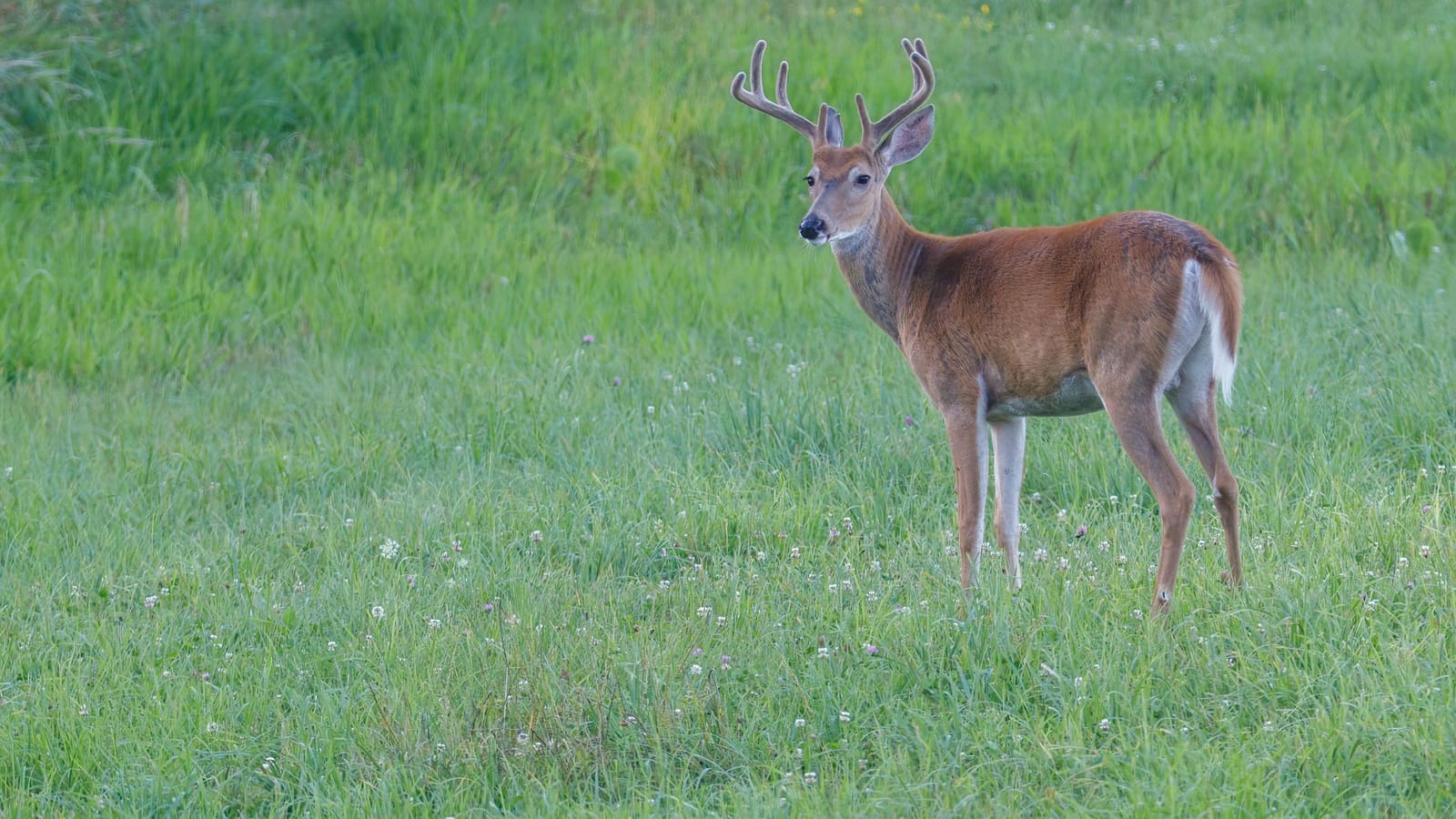 Coyotes, deer and bears don't care that you bought the place