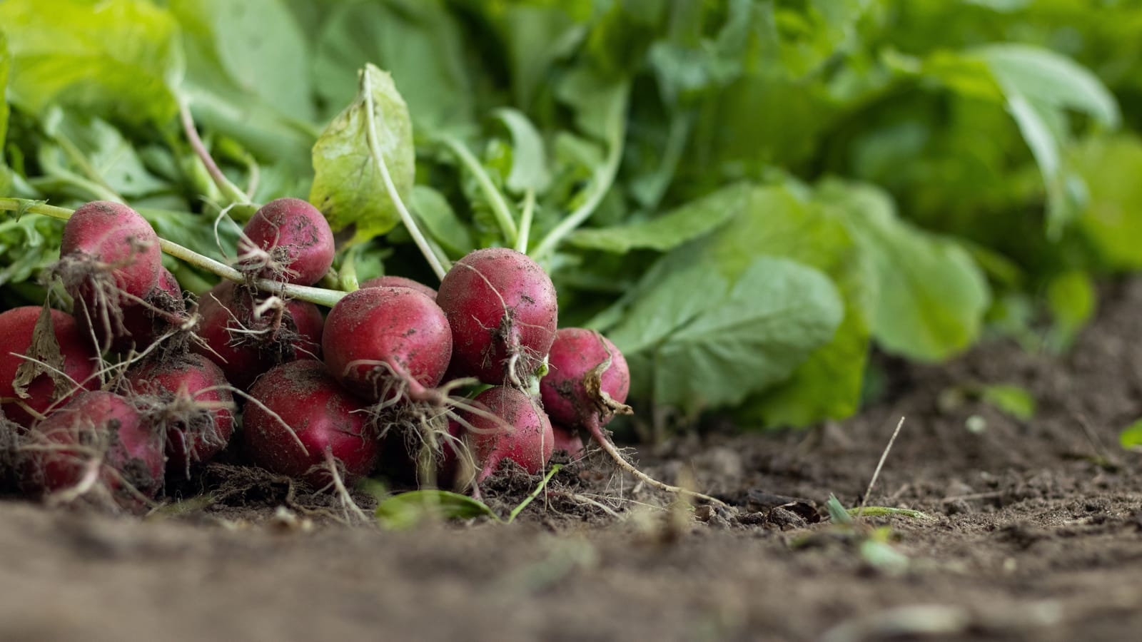 Fast Crops That Keep a Kid in the Garden