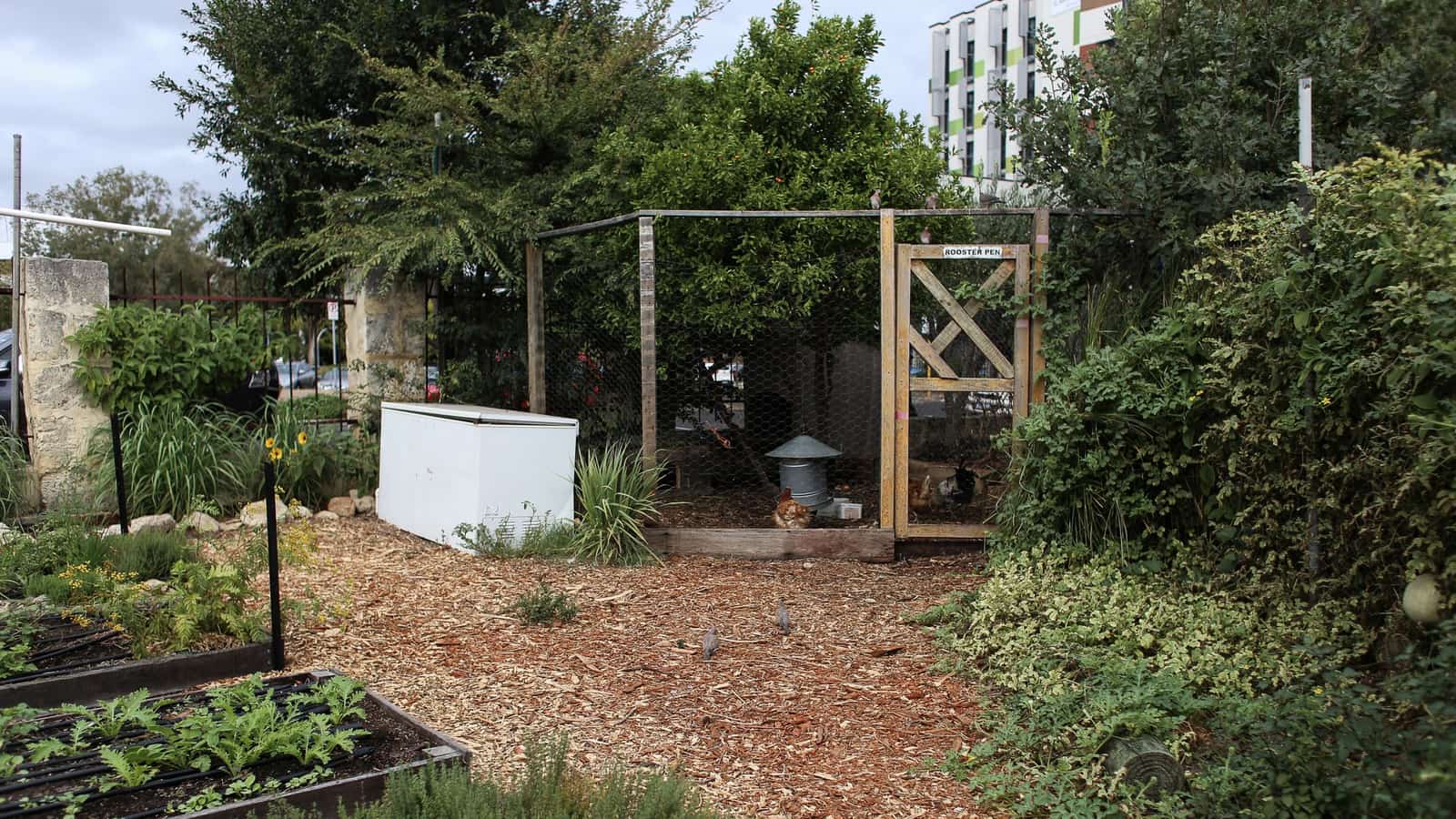 Fence the garden, not the chickens