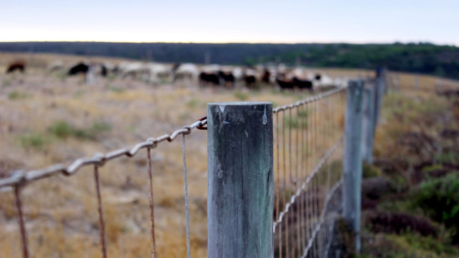 Fencing a Dog In When You Have Acreage