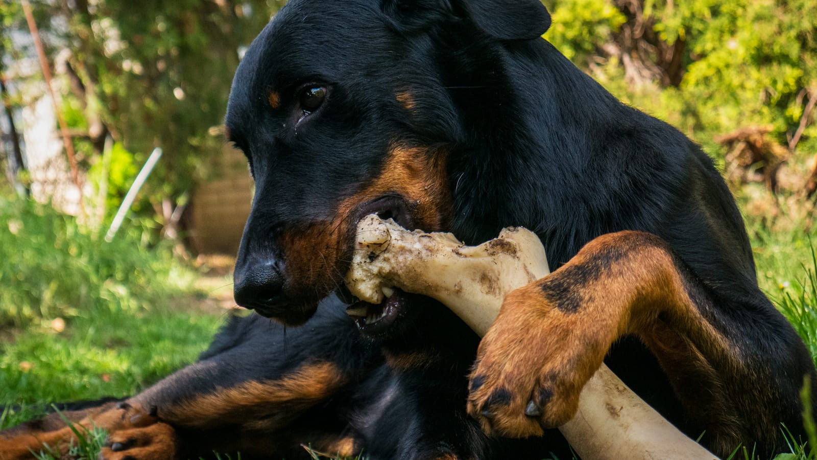 Gear That Actually Survives a 90-Pound Dog