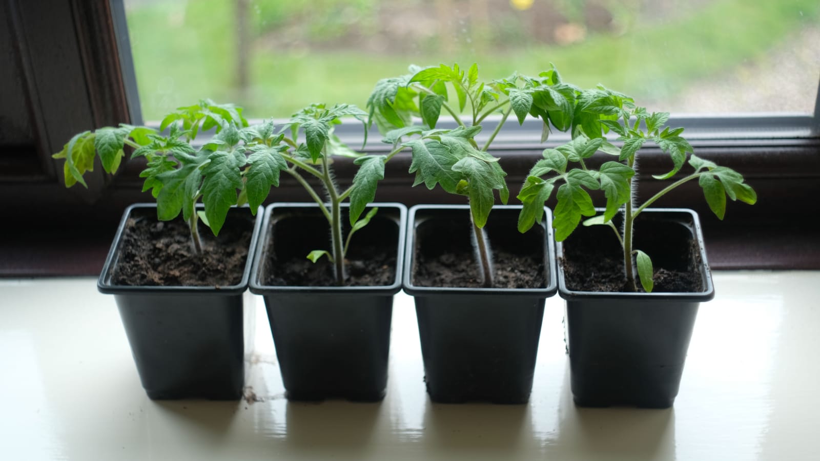 Give your kid one tomato plant and keep your hands off it