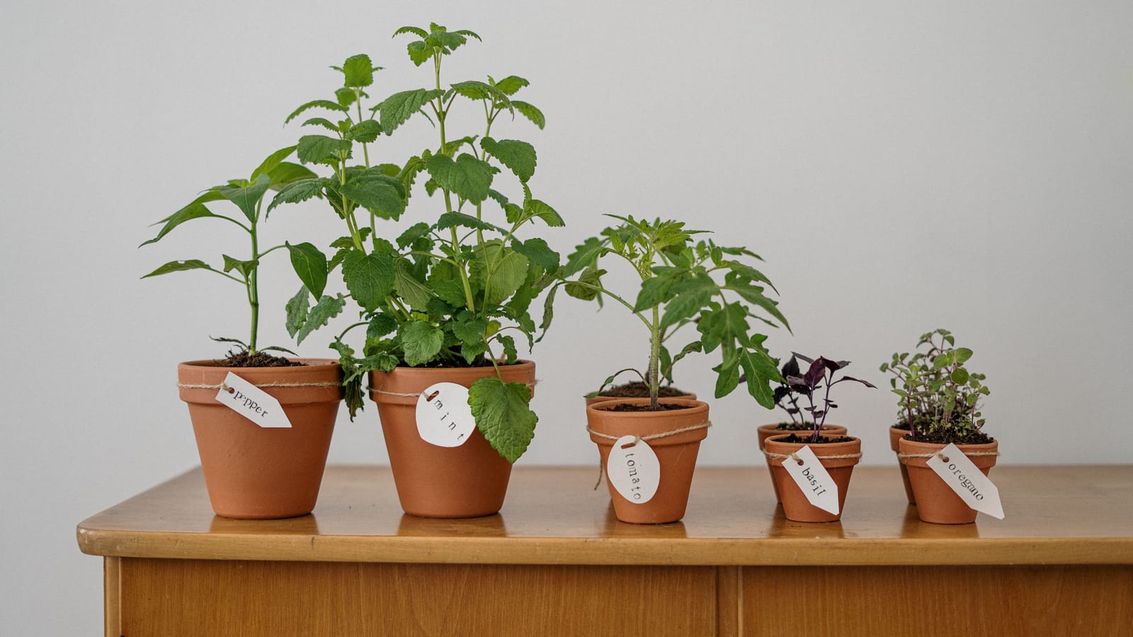 Grow These Five Herbs on Your Windowsill, Skip the Rest