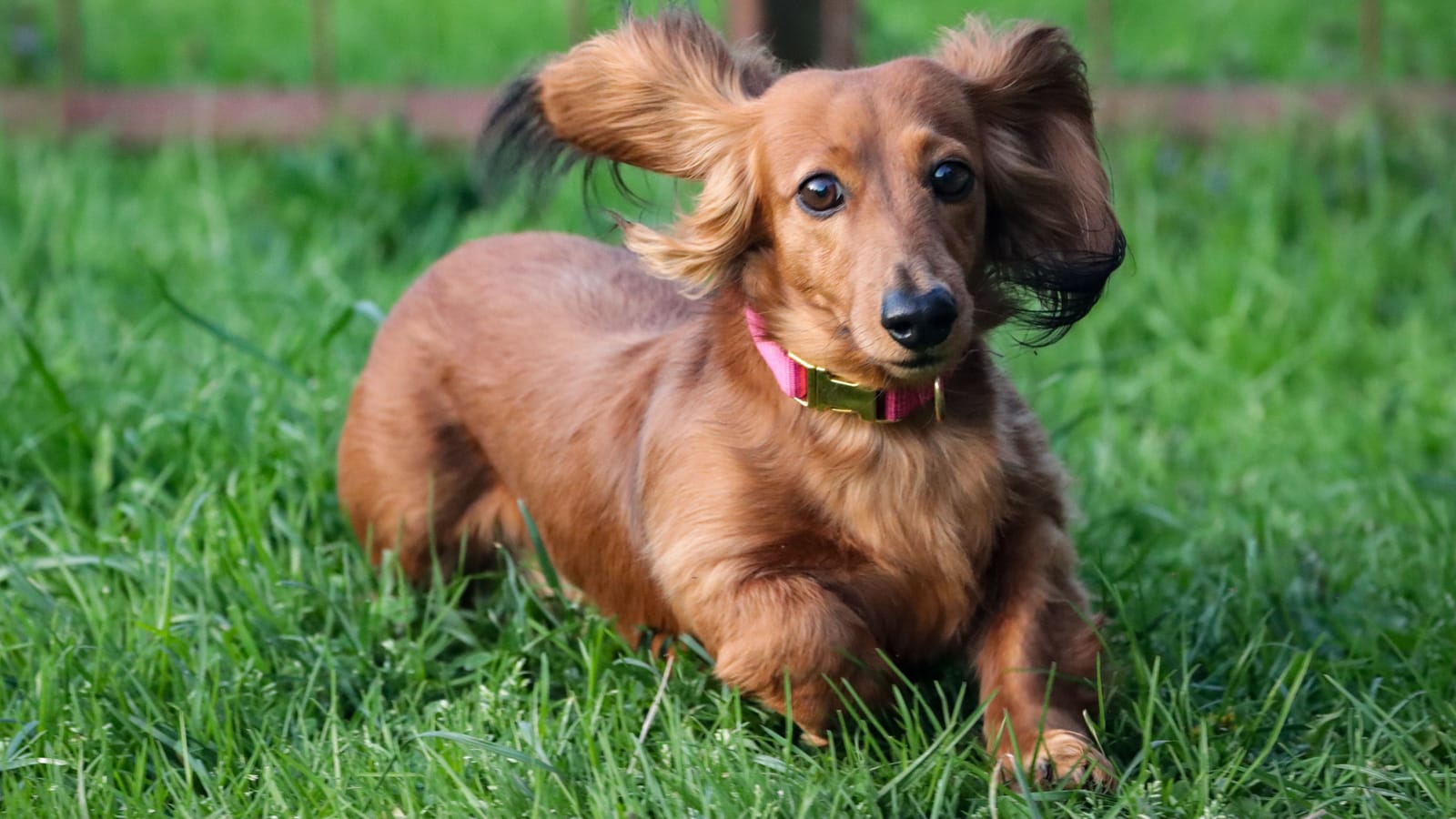 How to Pick a Dog Breed That Fits Your Yard