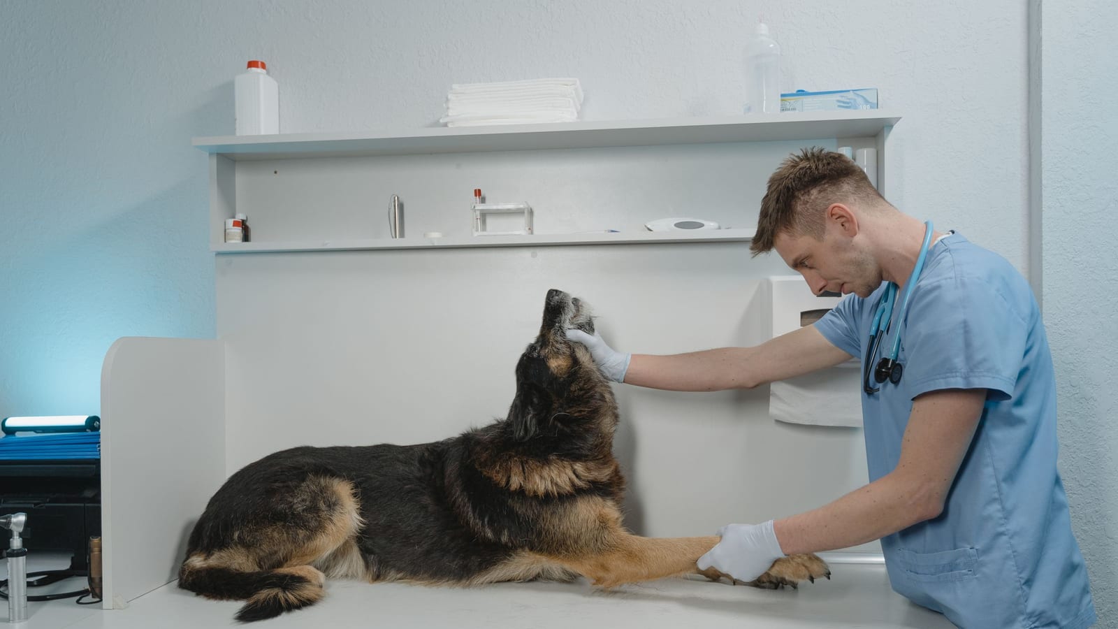 How to Pick a Vet Before You Actually Need One