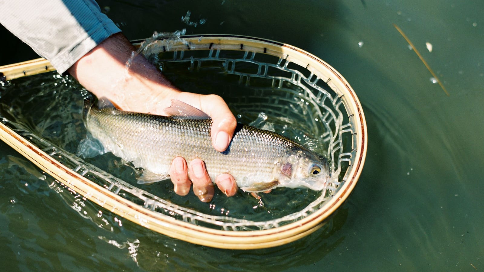 How to Release a Fish So It Actually Lives