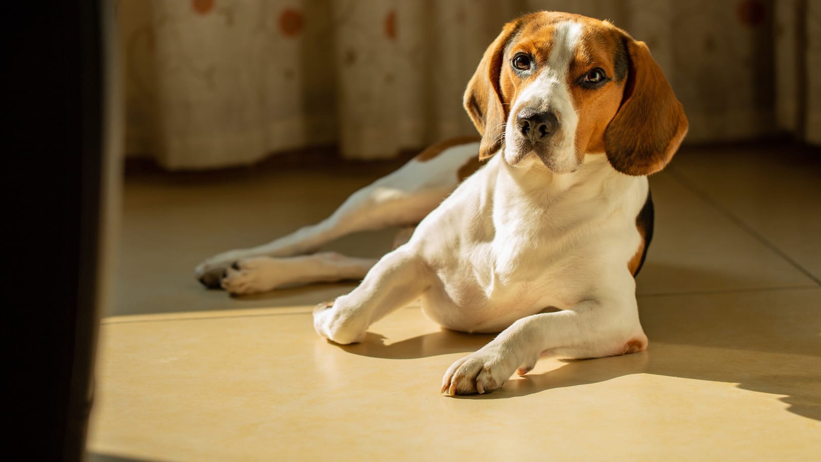 How to Teach Kids and Dogs to Be Safe Together