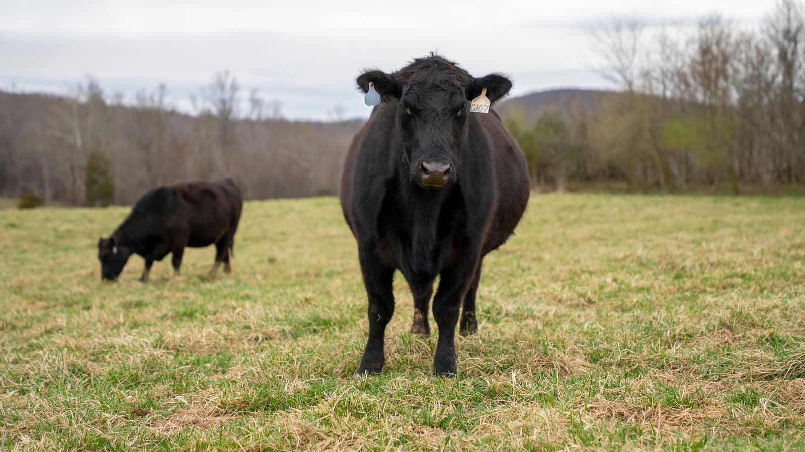 Keeping a few head of cattle on ten acres