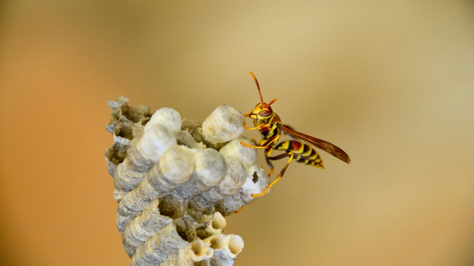 Mice, Ants and Wasps You Can Handle Without a Contract