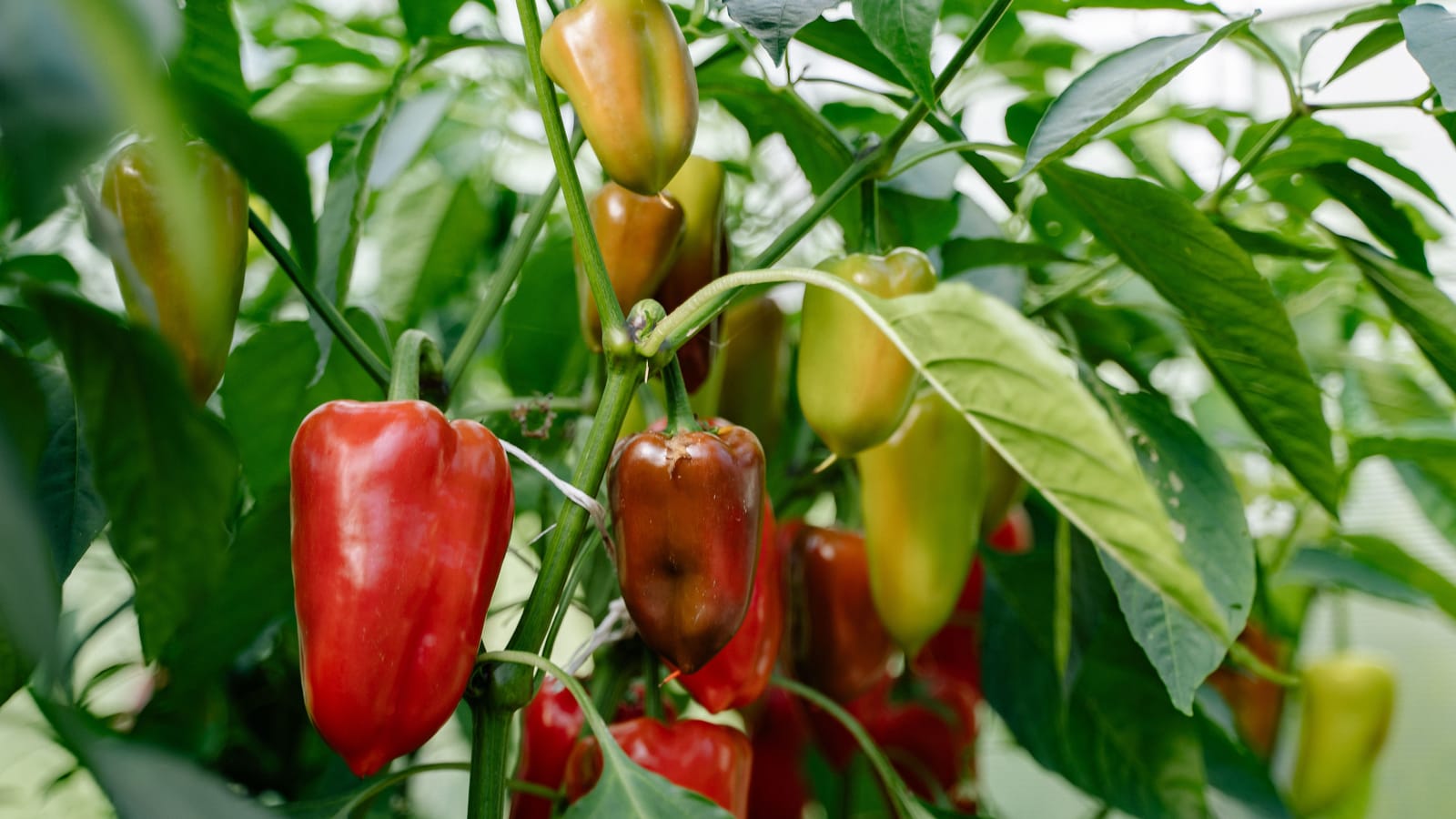 Peppers Want Warm Feet, So Plant Them Later Than You Think