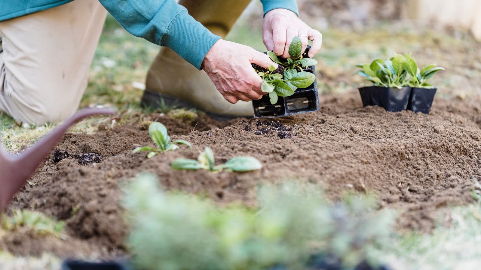 Plant by Your Frost Date, Not Your Zone