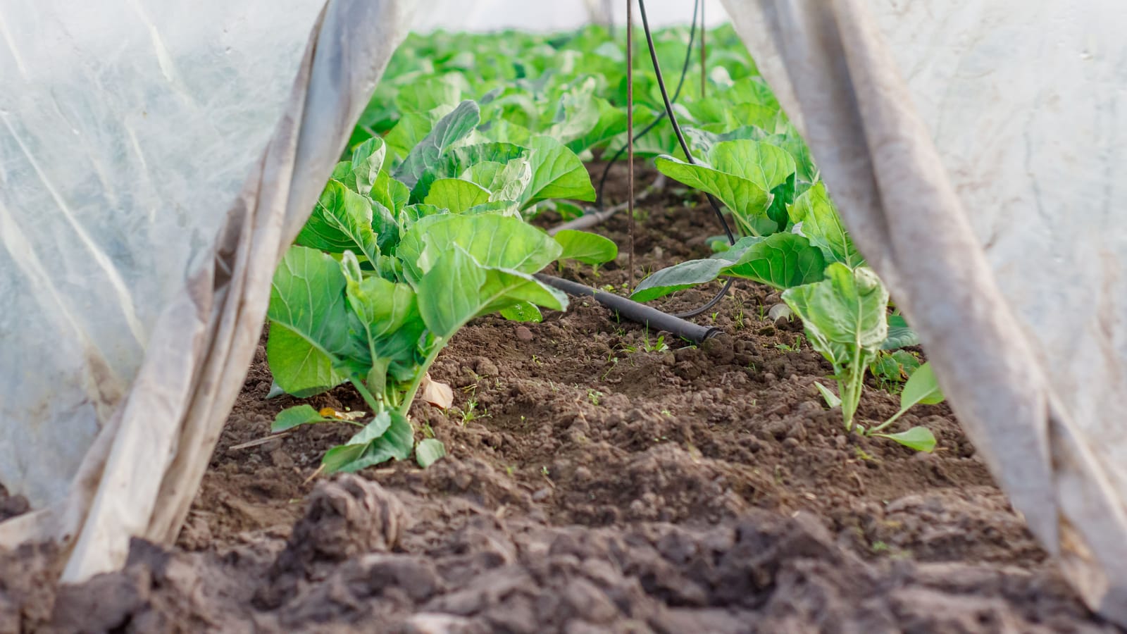 Put Drip Irrigation in Your Vegetable Garden This Weekend