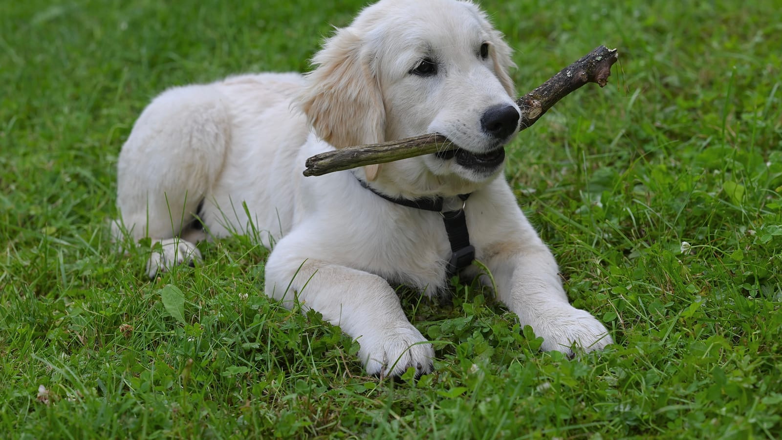 Raising a Gun Dog Through the First Twelve Months