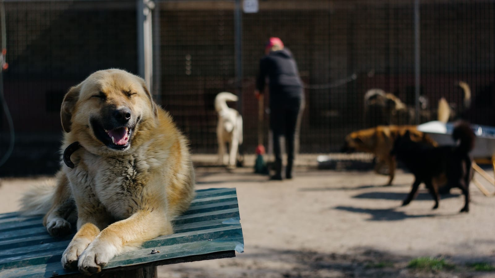 Rescue Dog or Breeder Puppy, Compared Honestly