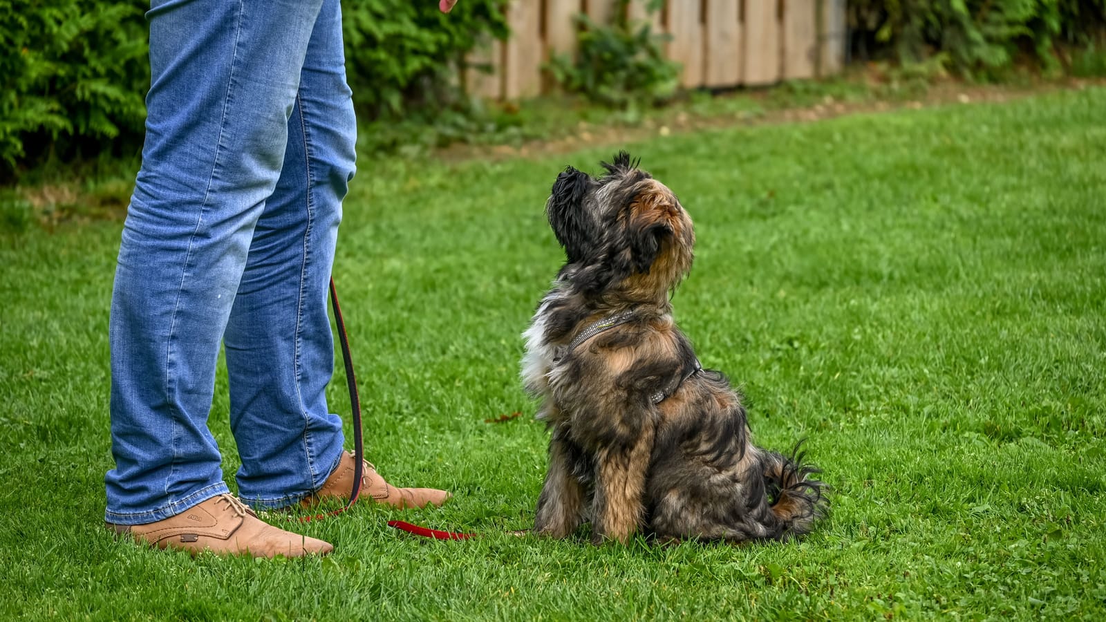 Sit, Stay and Come in Fifteen Minutes a Day