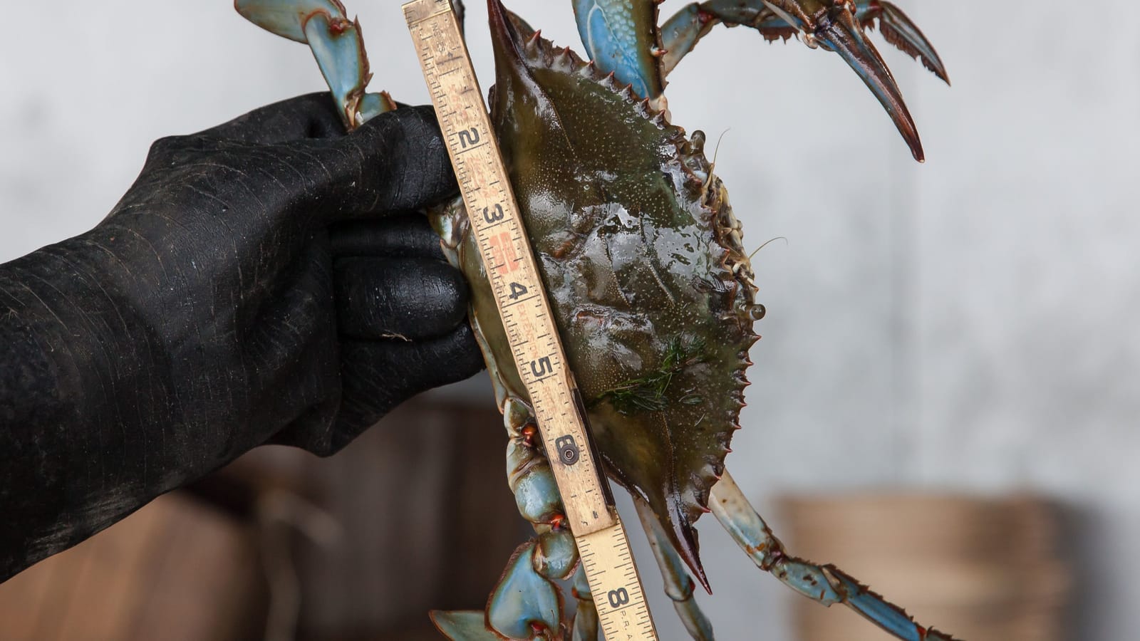 Size Limits, Slot Limits and the Rules That Keep Fish Coming