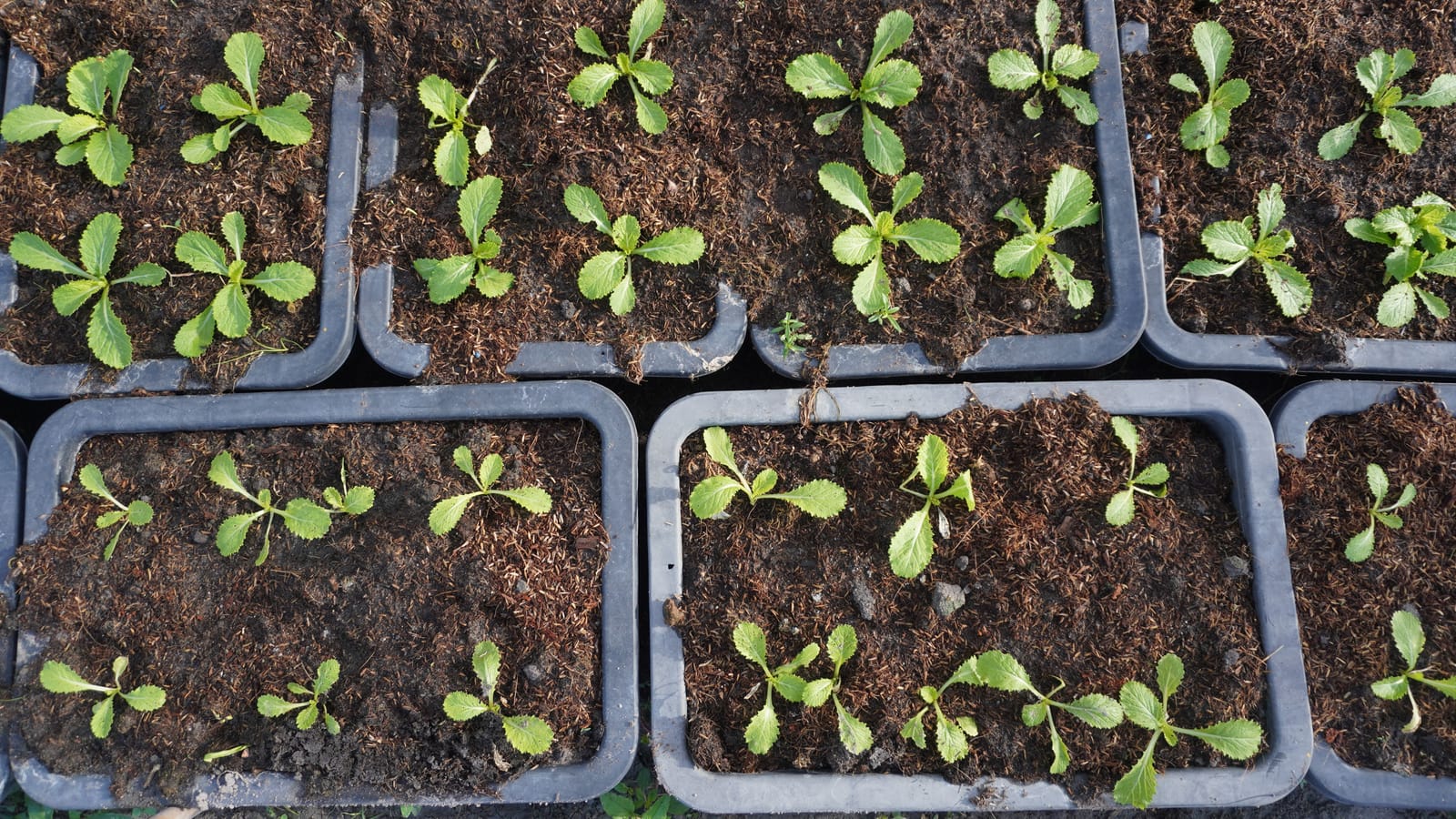 Start Seeds Indoors and Skip the Garden Center Six-Pack