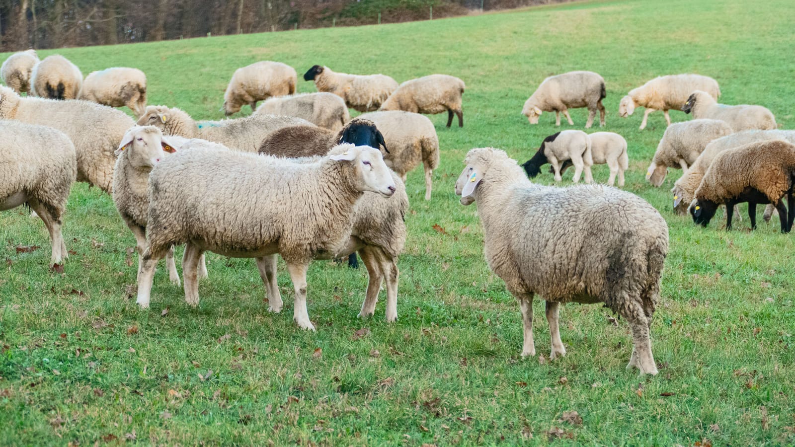 Start With Sheep, Not Goats, and Nobody Wants to Hear It