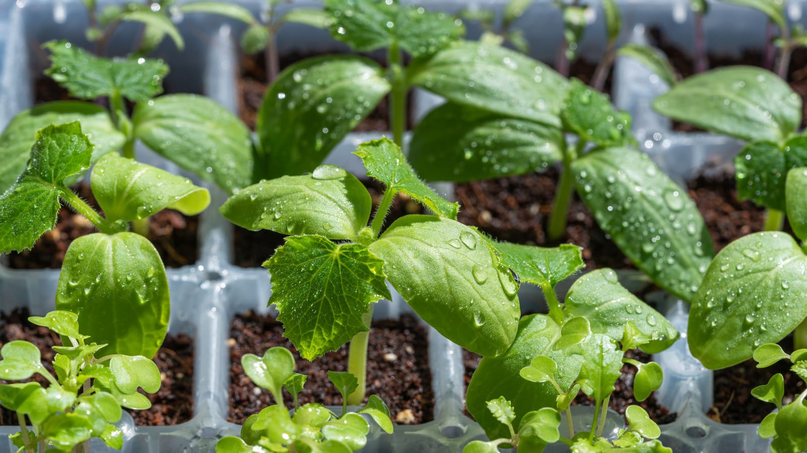 Start Your Seeds Later Than You Think and Closer to the Light