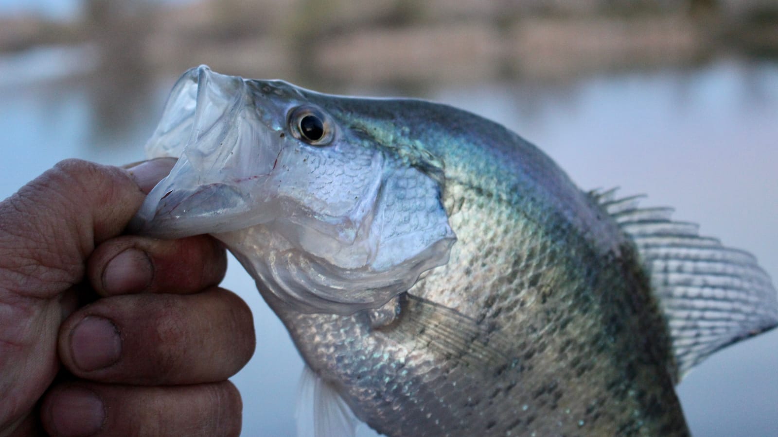 Take a Kid Bluegill Fishing and Be Home in Ninety Minutes
