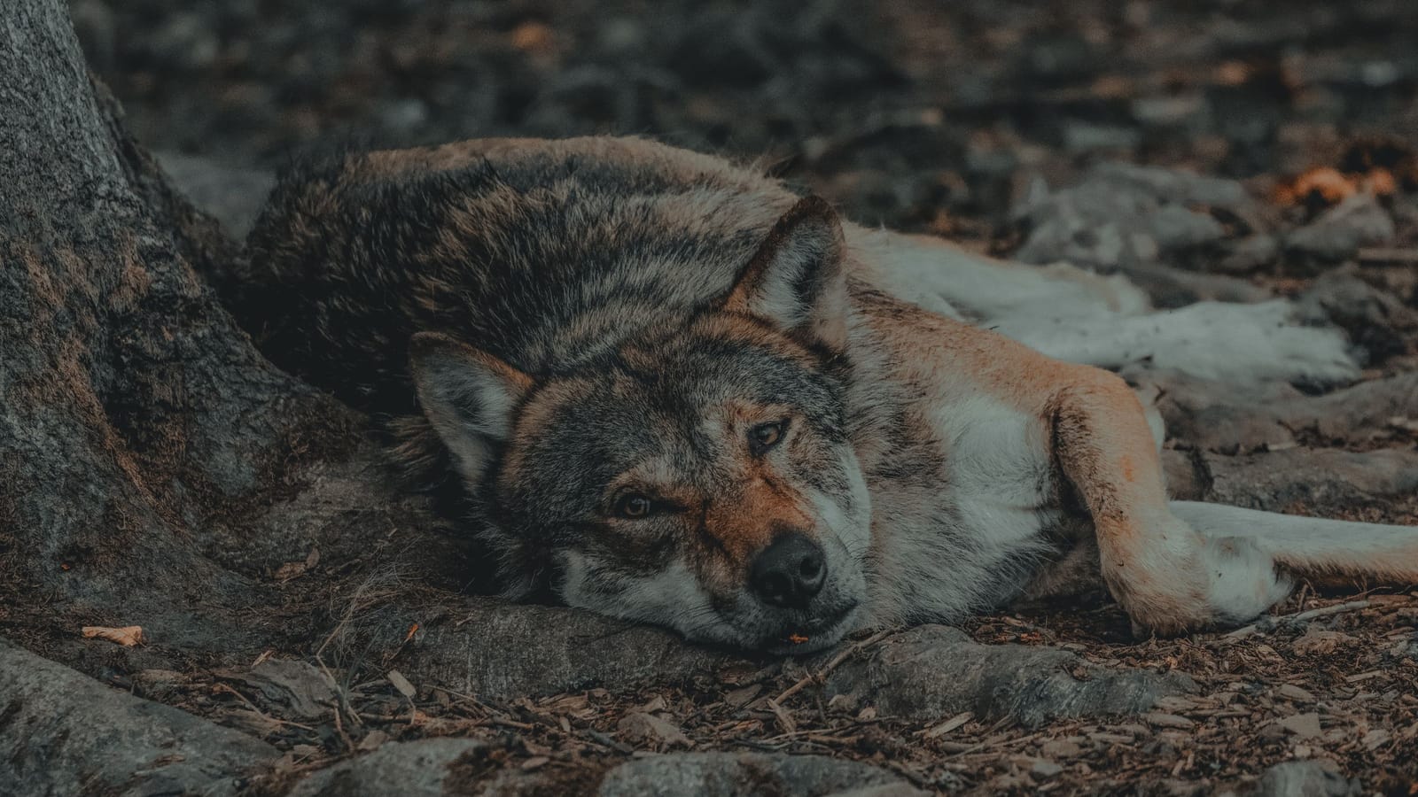 The alpha wolf was a stressed animal in a zoo