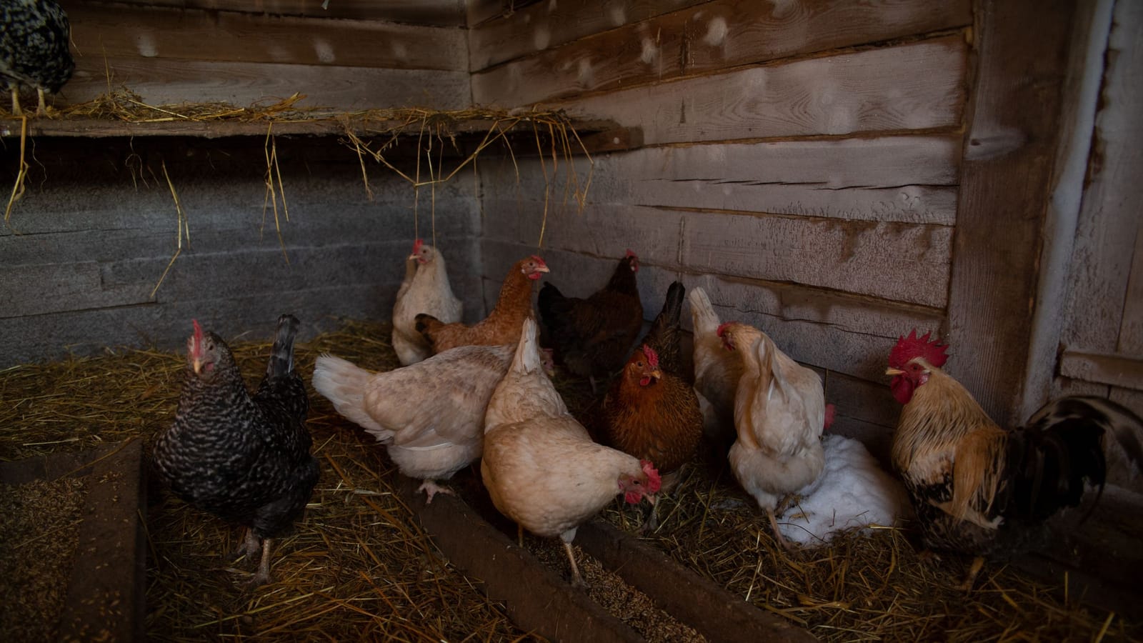 The first year with chickens, without losing half the flock