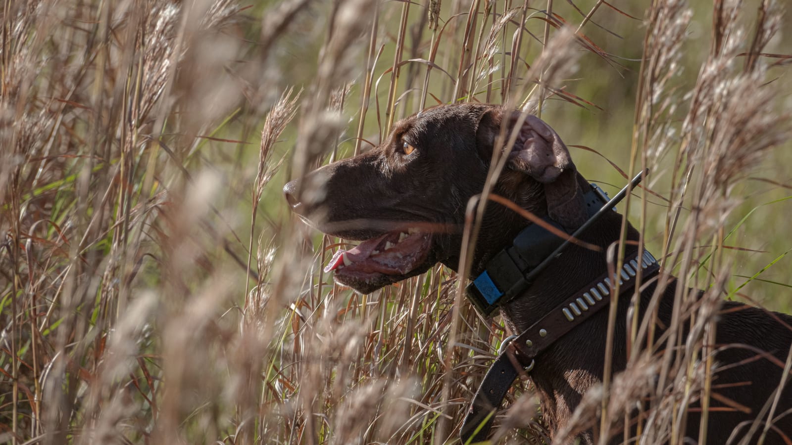 The ten seconds after your dog points are the whole hunt