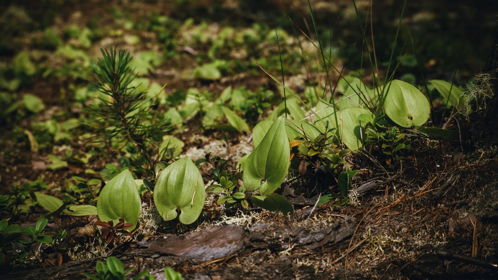 The Wild Plants Worth Learning and the Ones That Kill