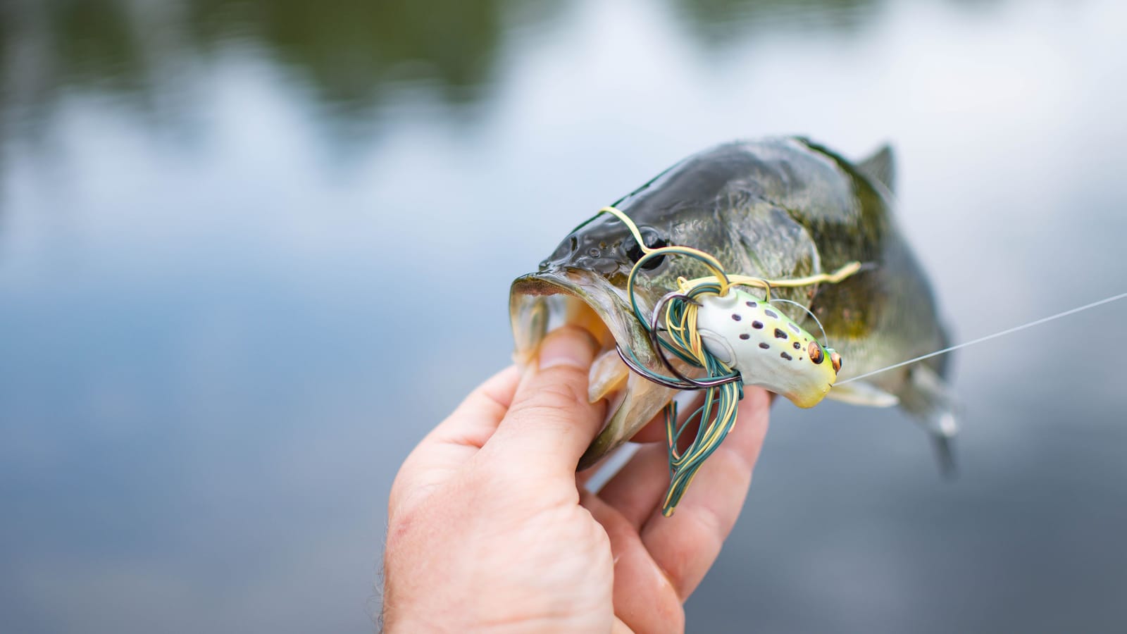 Three Bass Lures That Catch Fish on Any Water