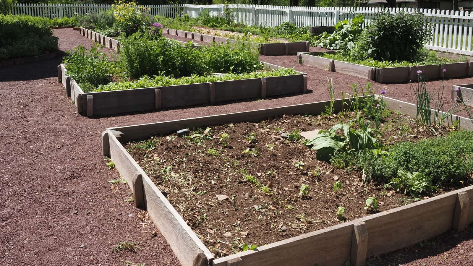 Turning bare ground into a vegetable garden that actually feeds you