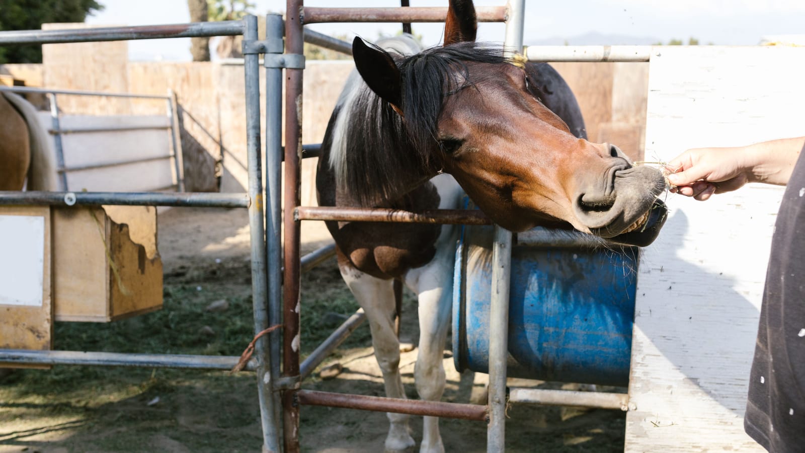 What a Horse Actually Costs and What You Do Every Day