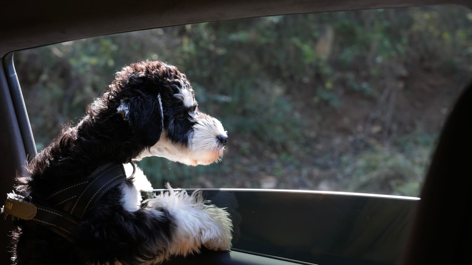 What Actually Works on a Long Road Trip With Your Dog