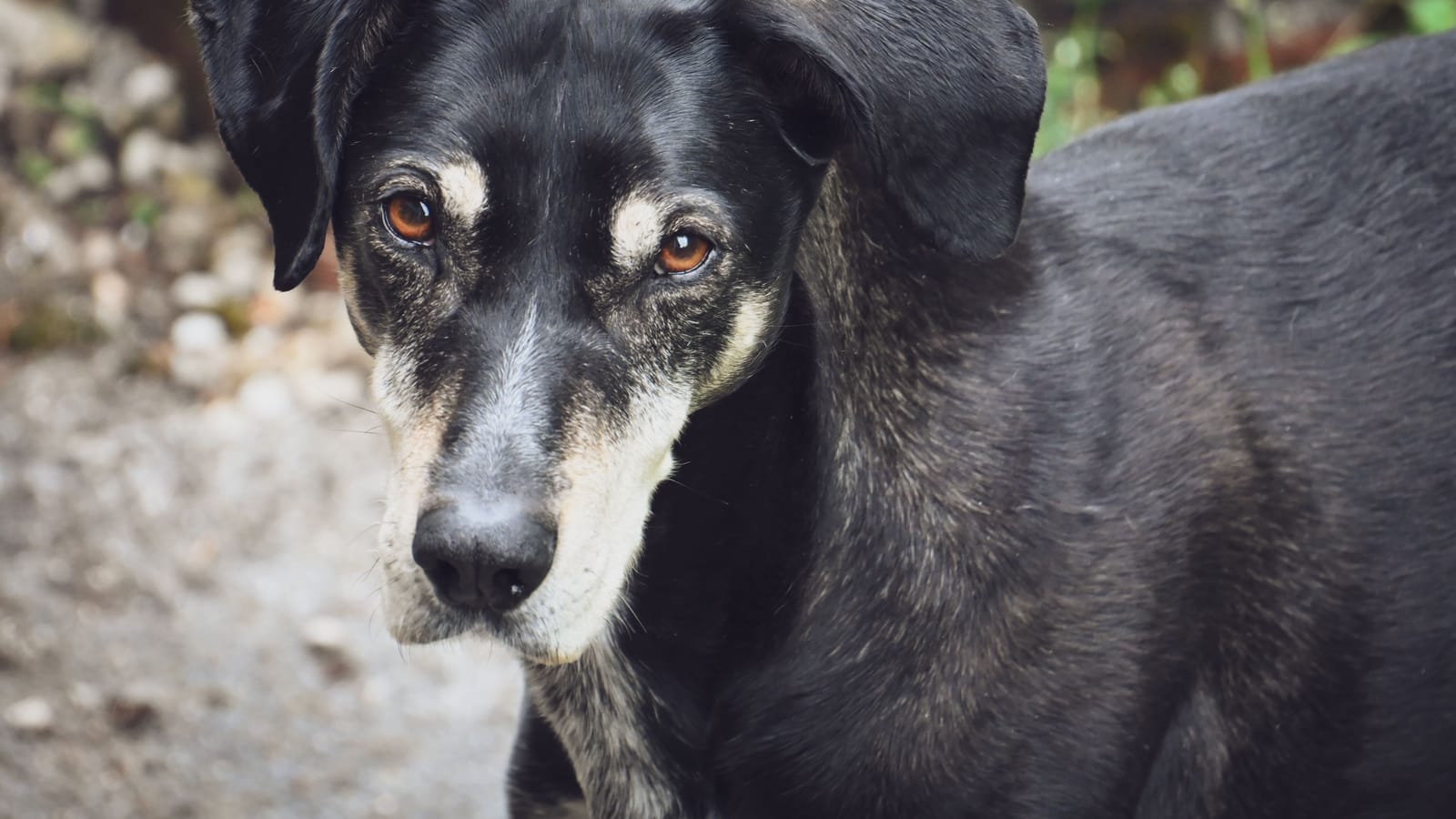 What An Old Dog Actually Needs From You