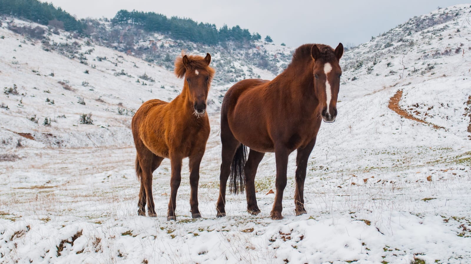 What Heat and Cold Actually Do to Dogs, Cats and Horses