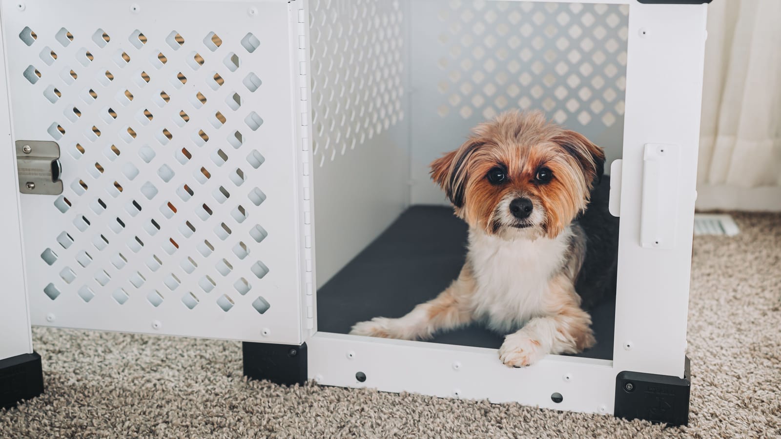 What To Do The First Seven Days With A New Puppy