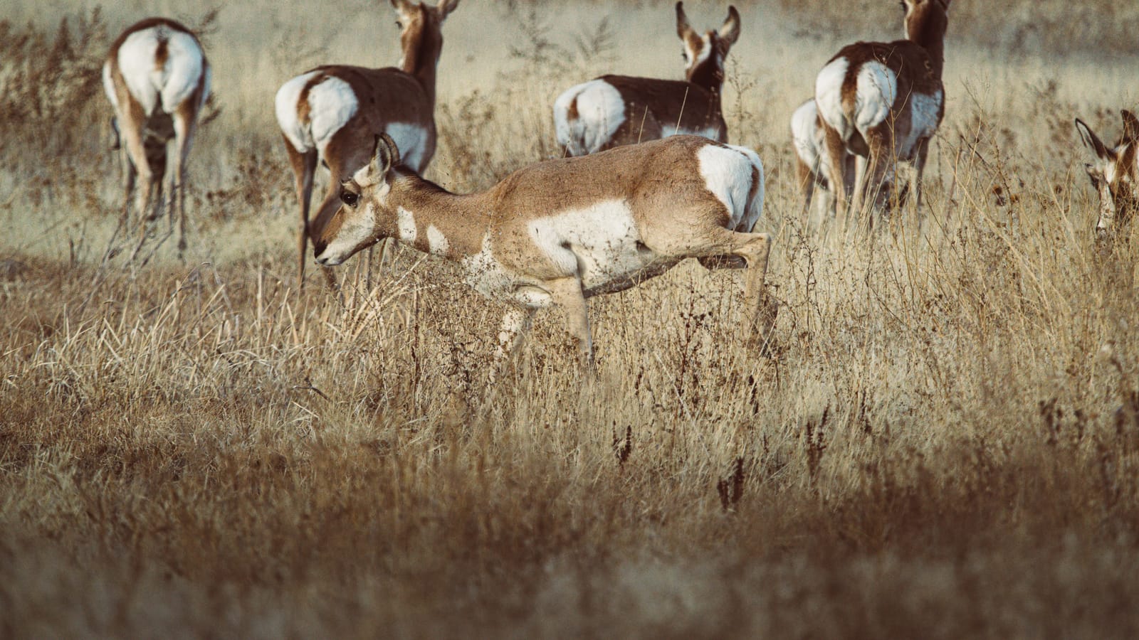 What your hunting license actually pays for