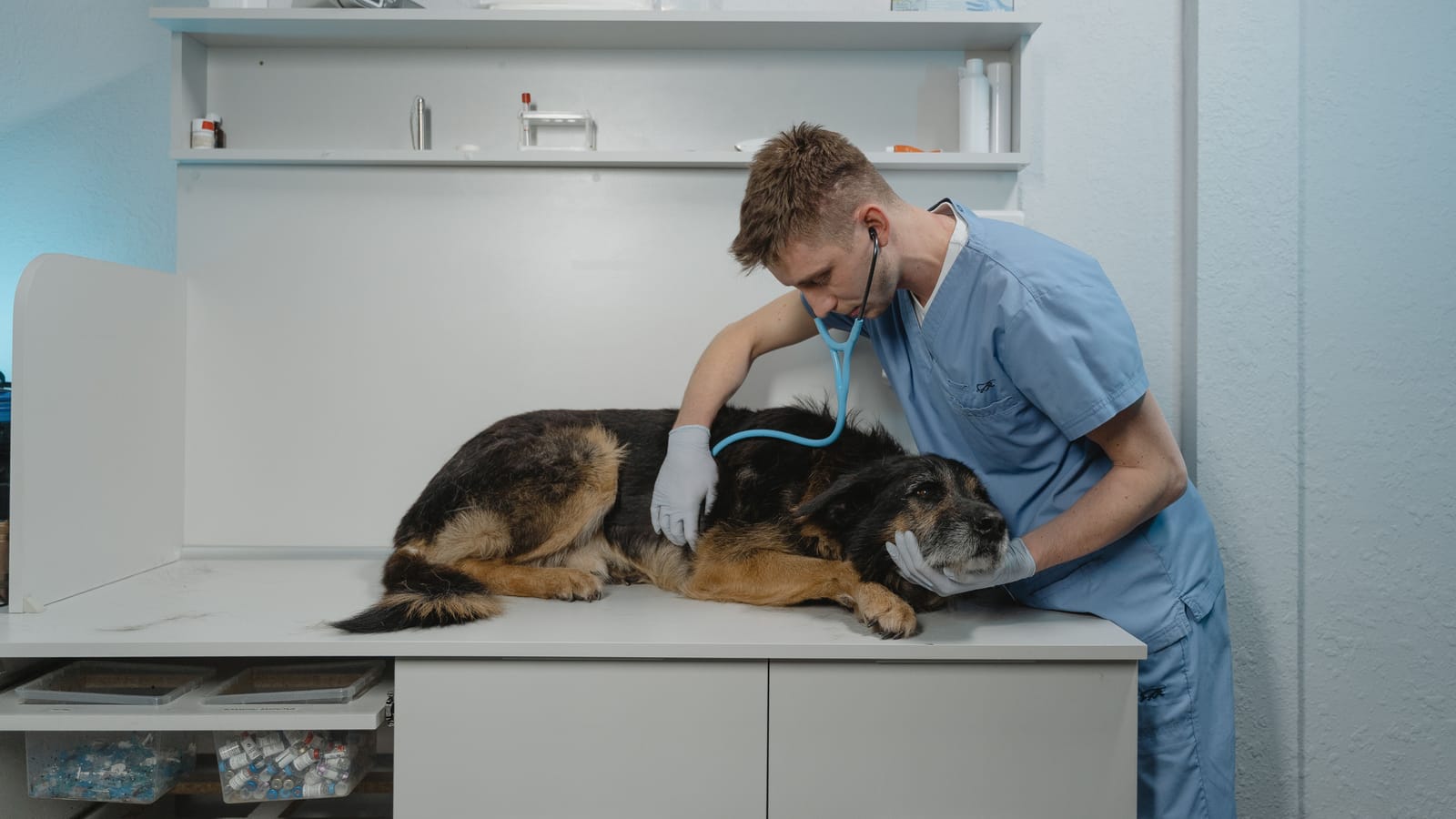 When Pet Insurance Pays and When It's a Waste of Money