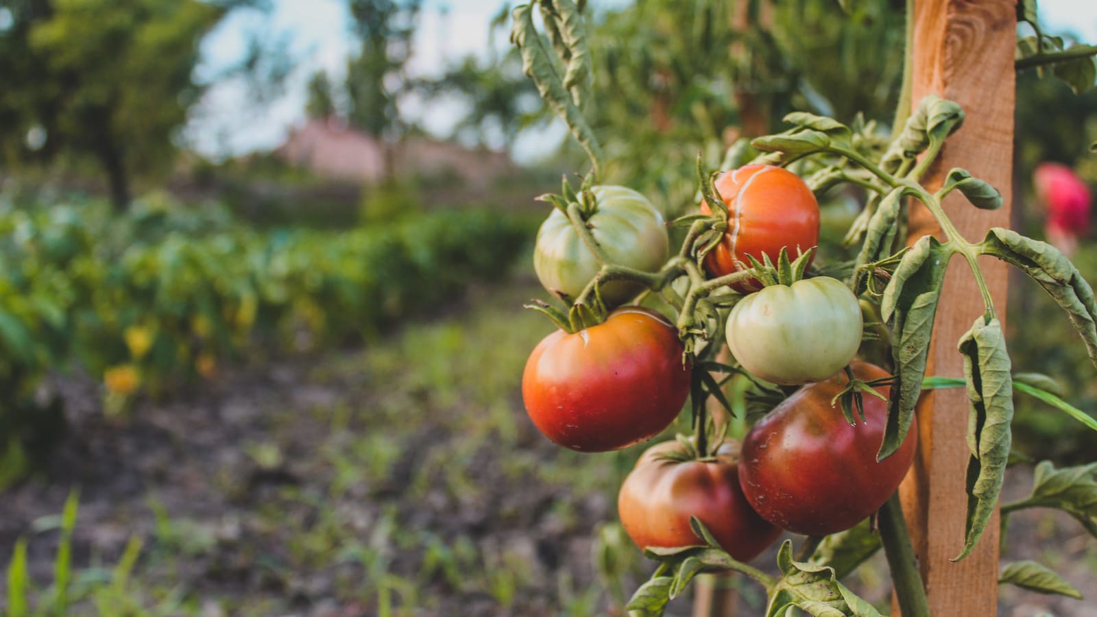 Why Your Tomatoes Taste Like Water and How to Fix It