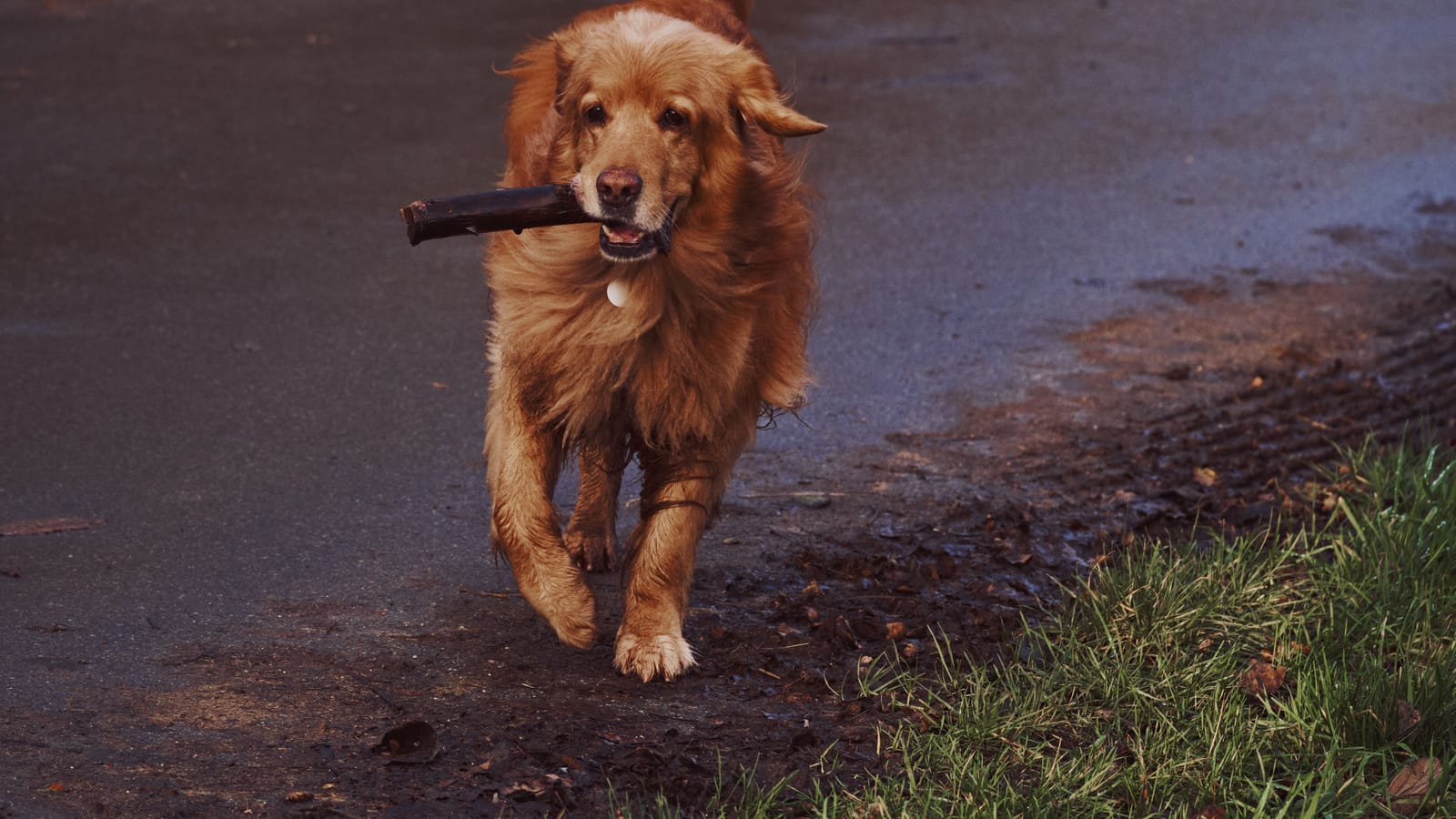 Your dog's first duck season is really a training season