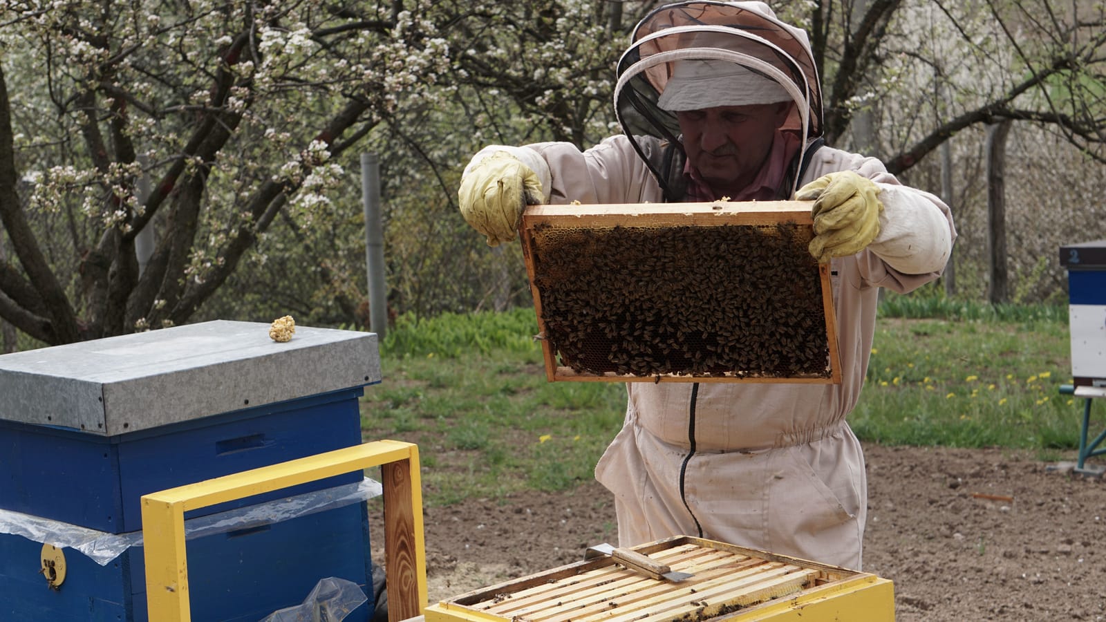 Your First Beehive and Your First Jar of Honey