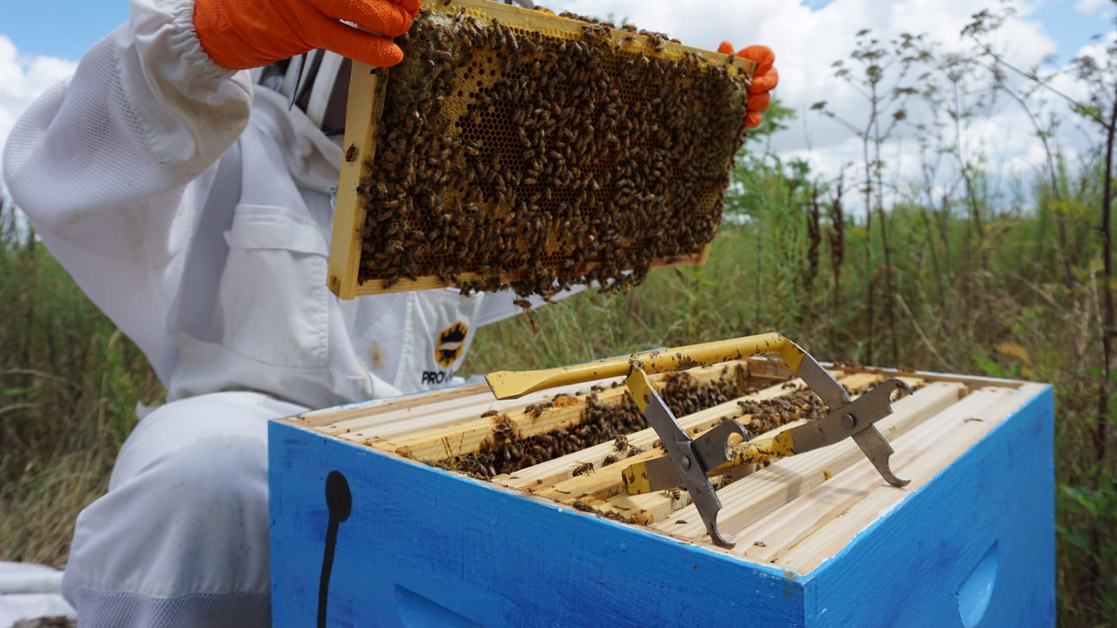 Your first hive won't make honey, and that's fine