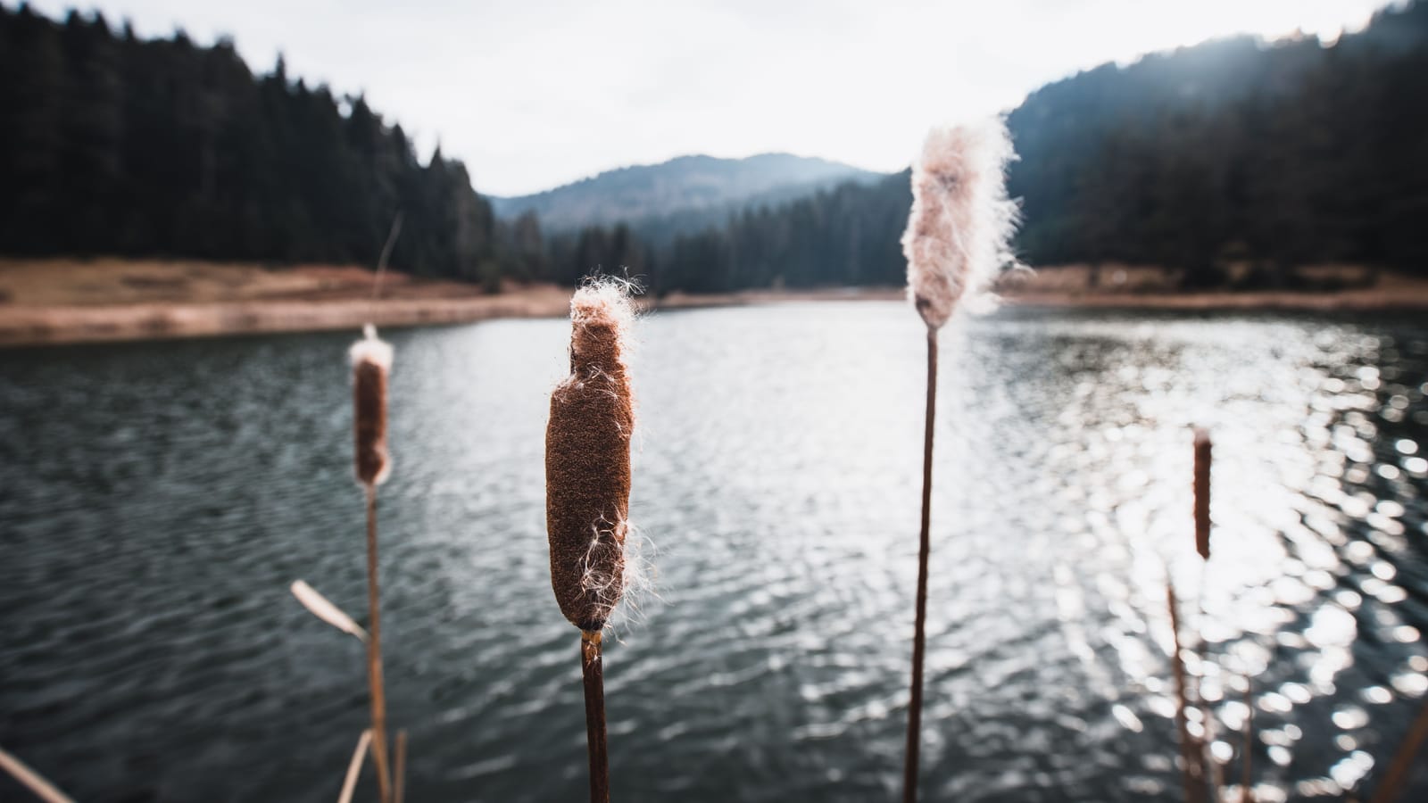 Your Pond Problem Probably Isn't the Fish