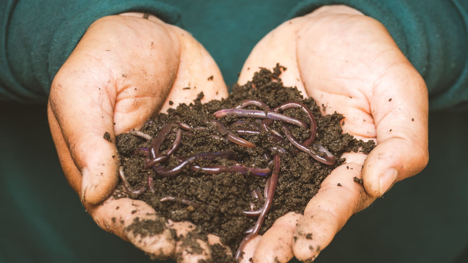 Your Soil Needs a Test and Compost, Not Another Bag of Fertilizer